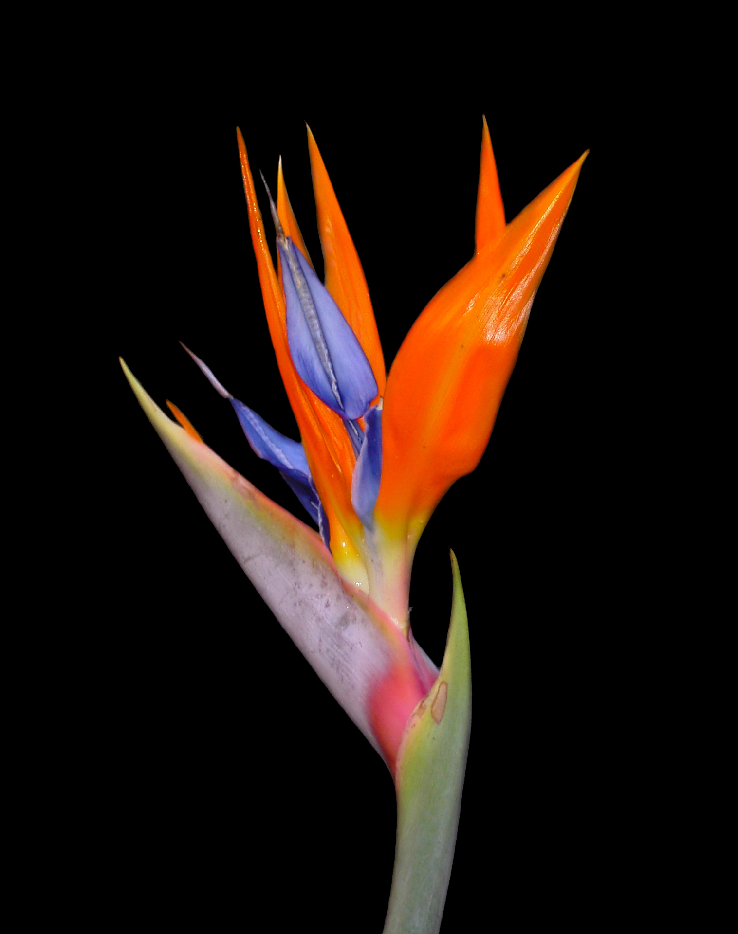 The Bird of Paradise