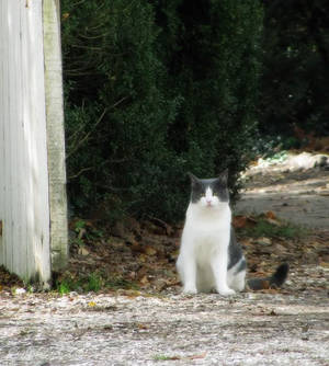 Colonial Kitty