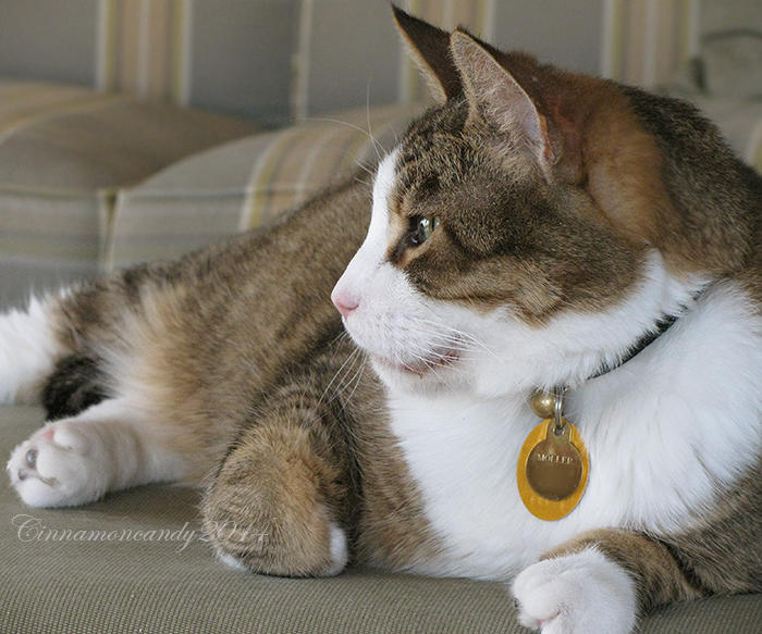 Moller by Cinnamoncandy on DeviantArt