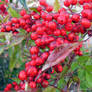 Iced Berries