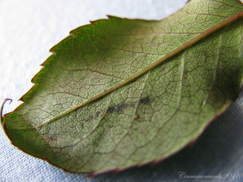 Don't Leaf Me Go