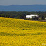 Sunflower Farm