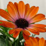 Orange Burst