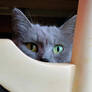 Peek-a-Boo