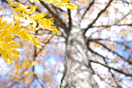 tree from the driveway