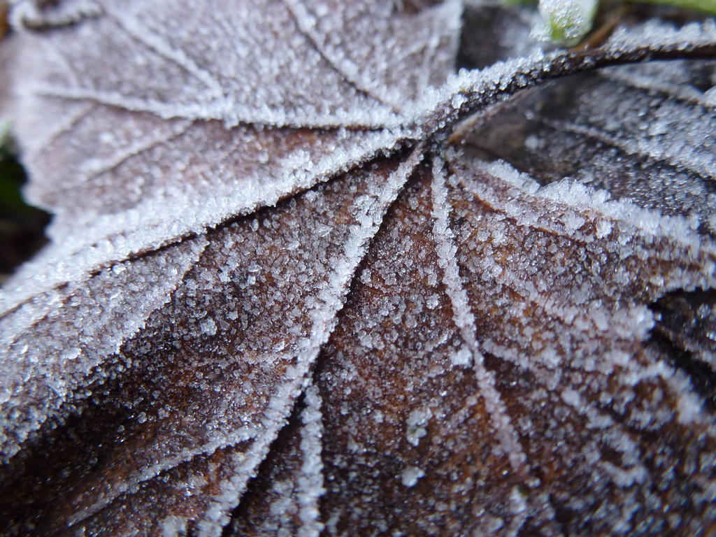 Frozen Leaf