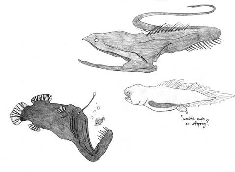 Sketch - Deep sea fishes
