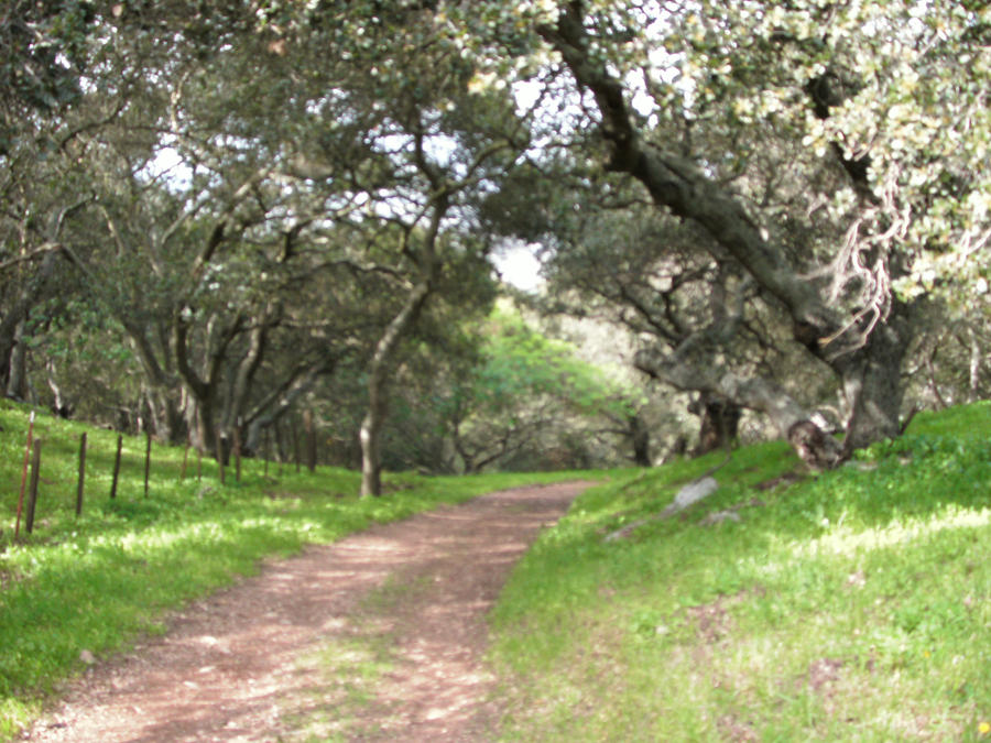 the open pathway by whitewolfokami on DeviantArt