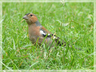 Chaffinch