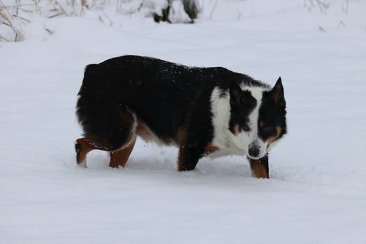 Snow Day one