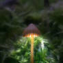 Rainforest Lantern