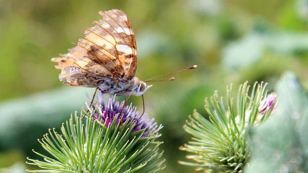 Ragged Wings