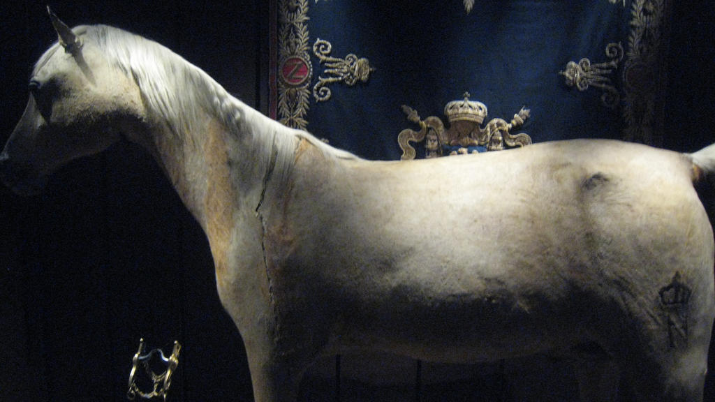 Napoleon's Horse