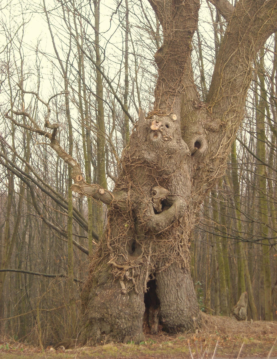 the bear tree