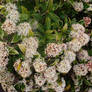 brown bushy flowers