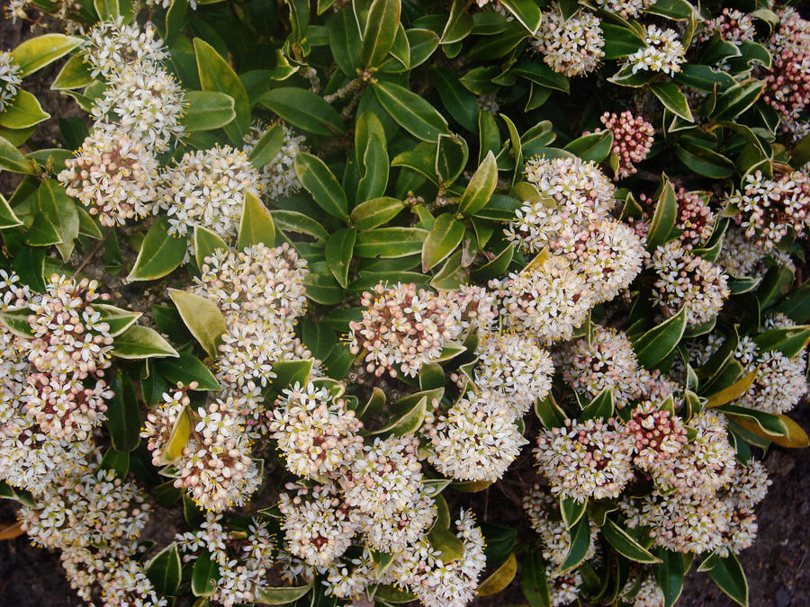 brown bushy flowers