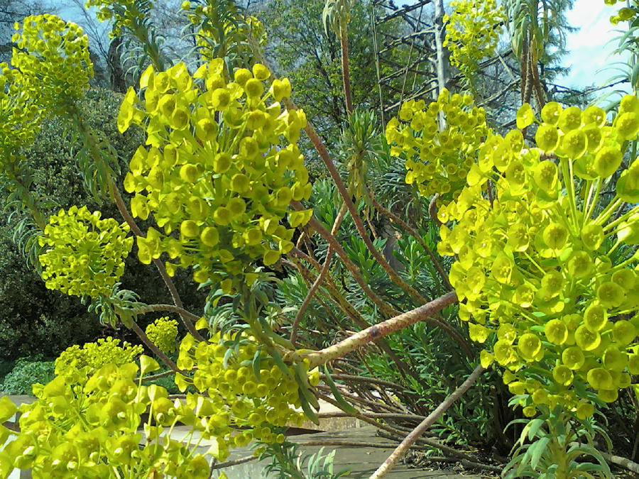 Yellow trumpet shaped things