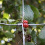 Berries on a wire