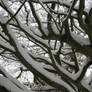 snowy branches