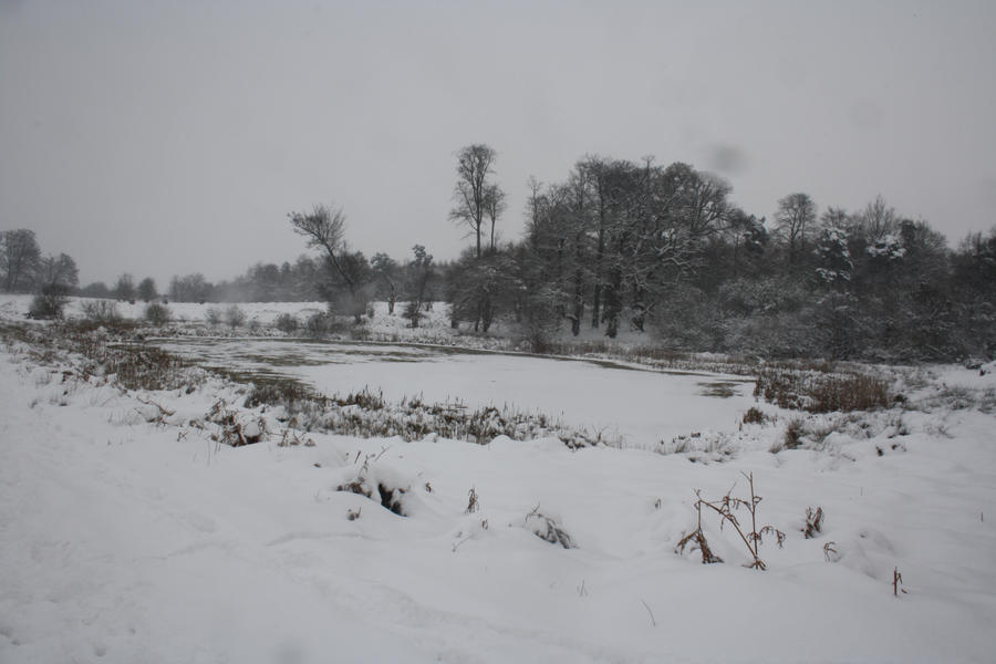 snowy deer park lake 2010