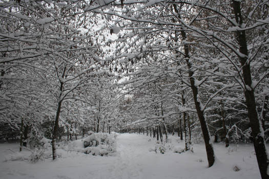 snowy trees out the park 2