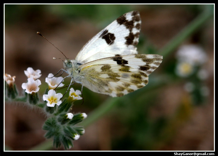 Pontia daplidice