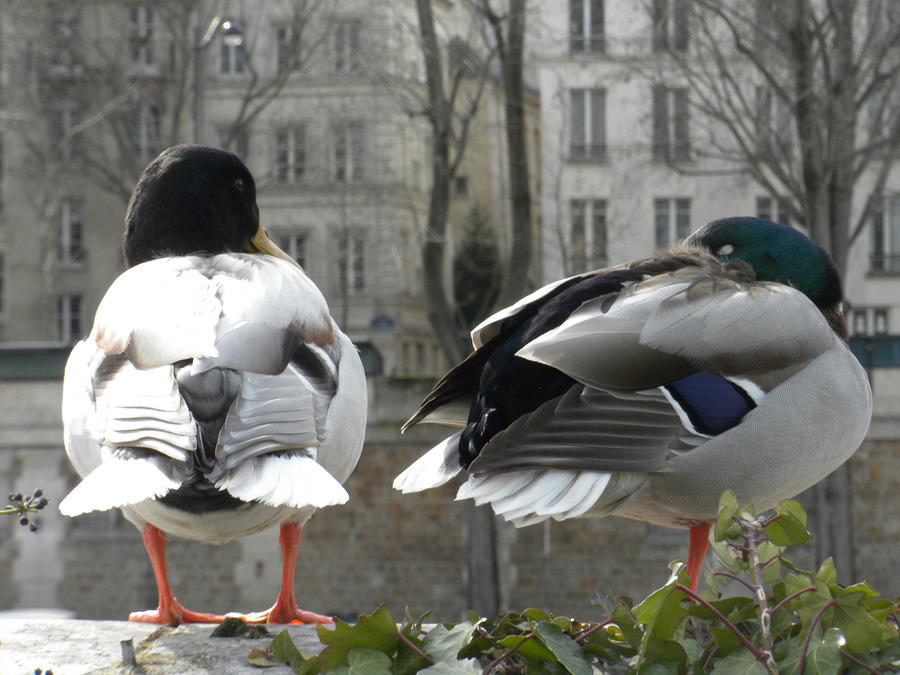 Duck Riding Deviantart Ducks by DivingIntoWonderland on DeviantArt