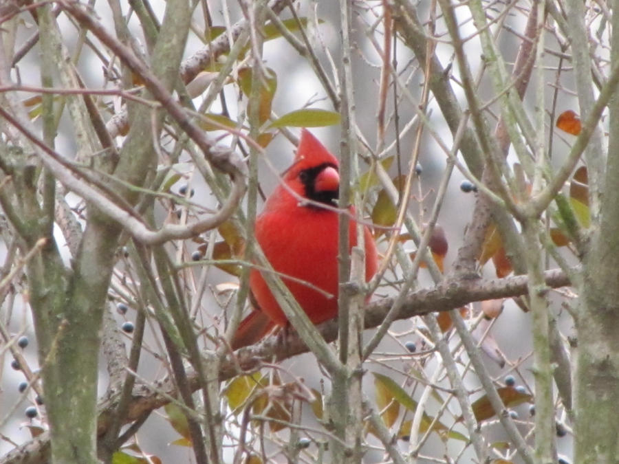 cardinal