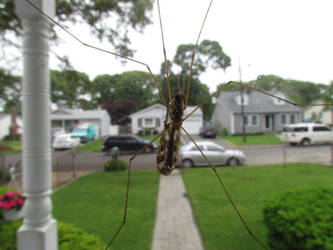 Another Cranefly I Think