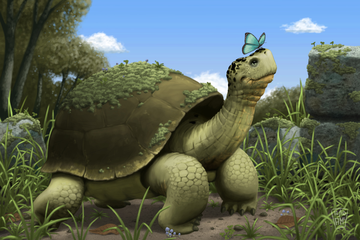 Fictional Tortoise Tortoise by AndrewMcIntoshArt on DeviantArt