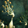 Mushrooms