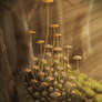 Warm Mushrooms