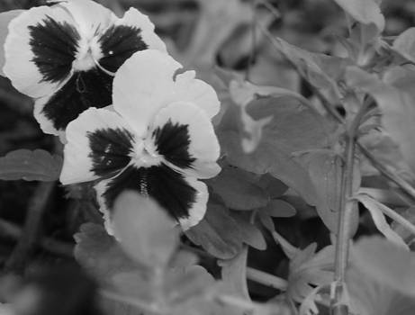 Colorless Flowers