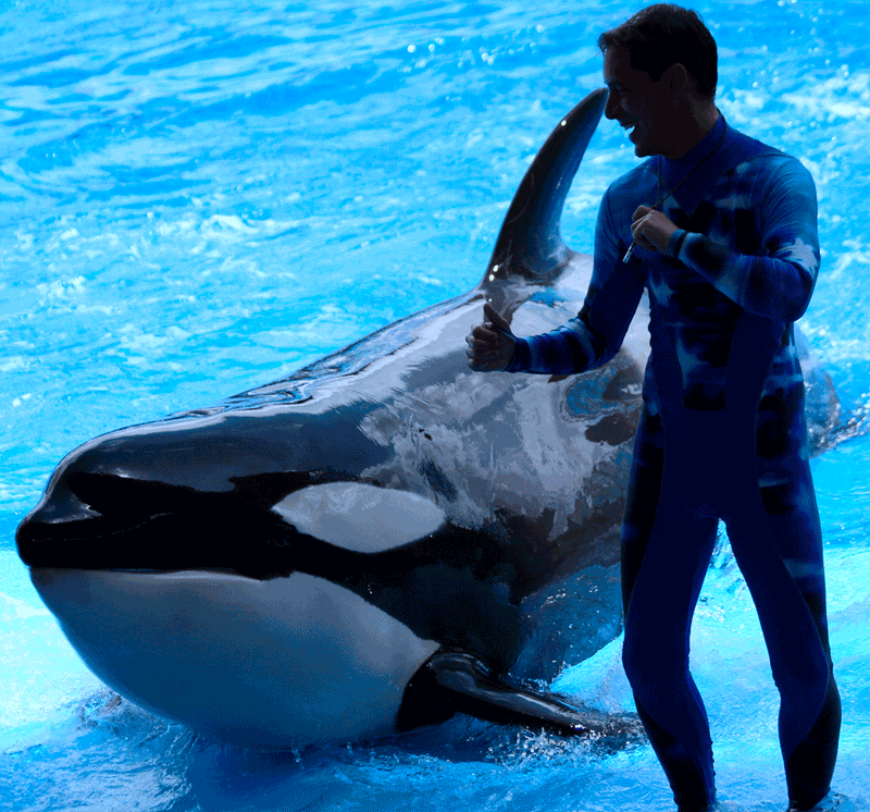 Orca Dance Animation by Treekami on DeviantArt
