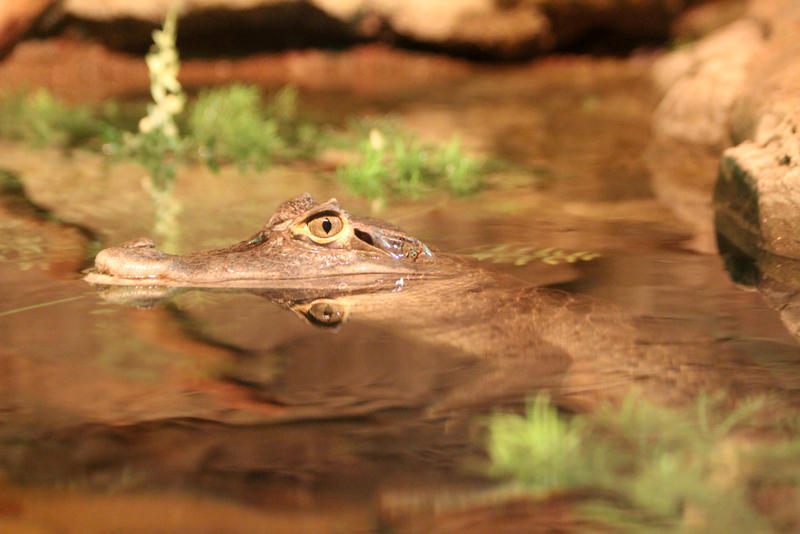 Silent Hunter by Treekami on DeviantArt