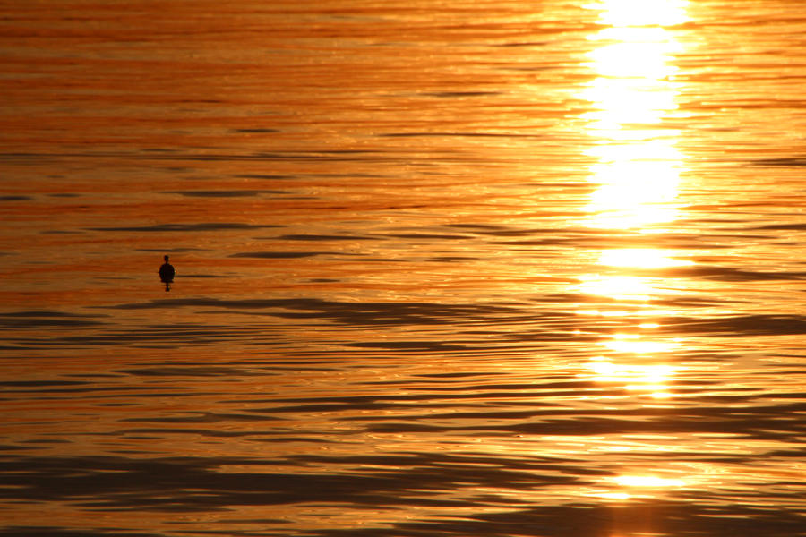 Sunset fishing