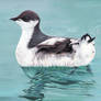 Marbled Murrelet