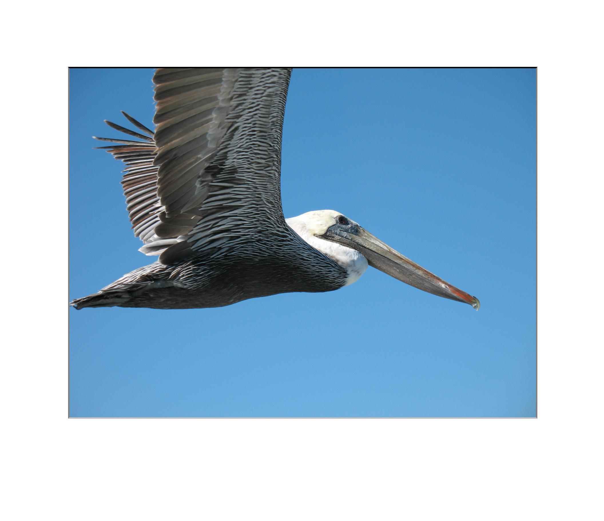 Brown Pelican