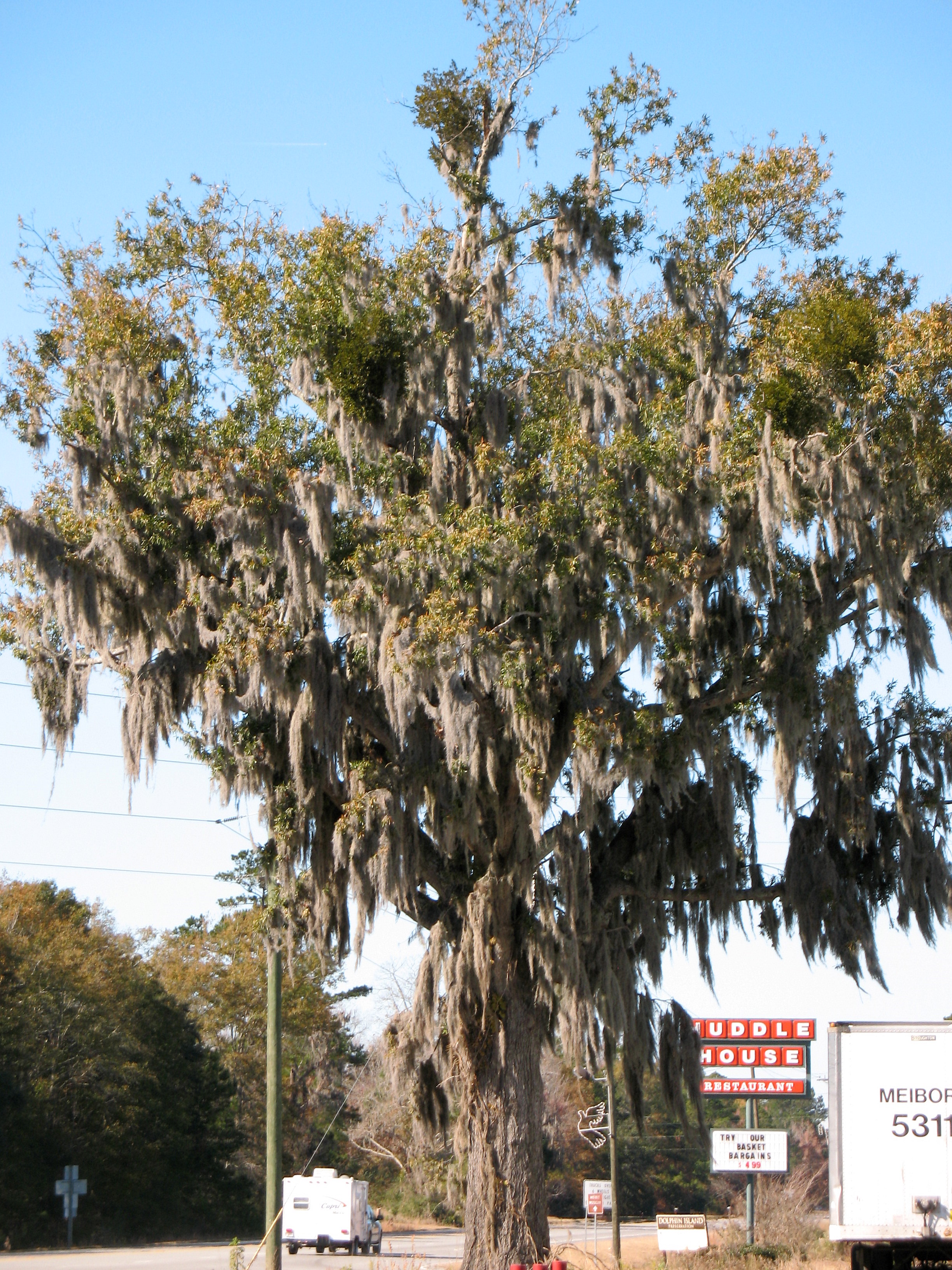 Spanish moss