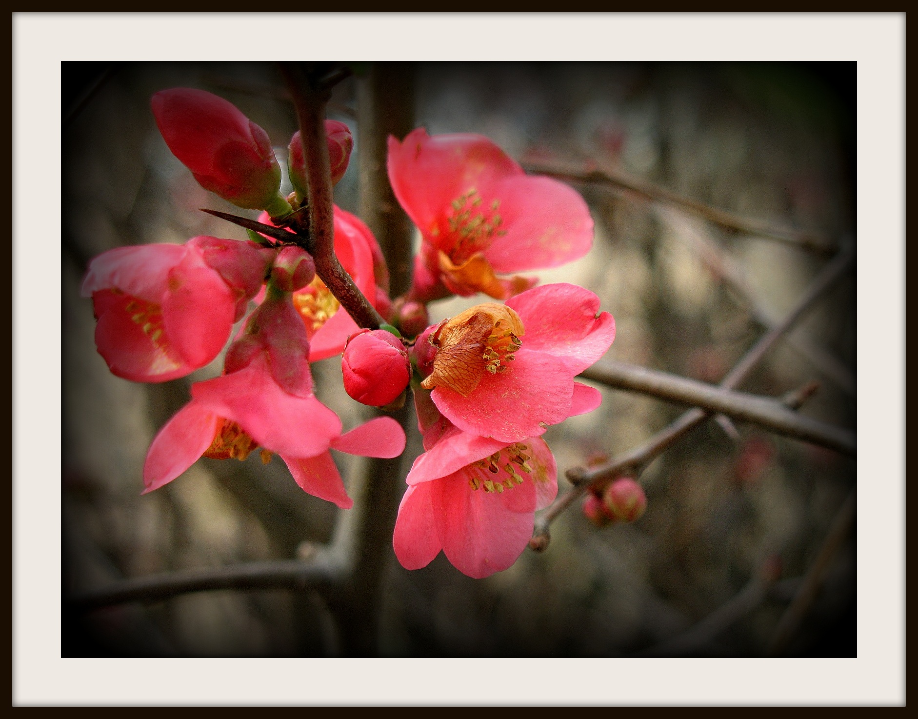 Flowering quince 3