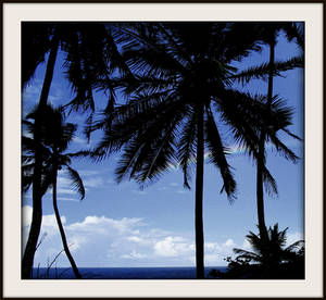 Rainbow and coconut palms