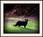 My neighbor's black demonic cat by FallisPhoto