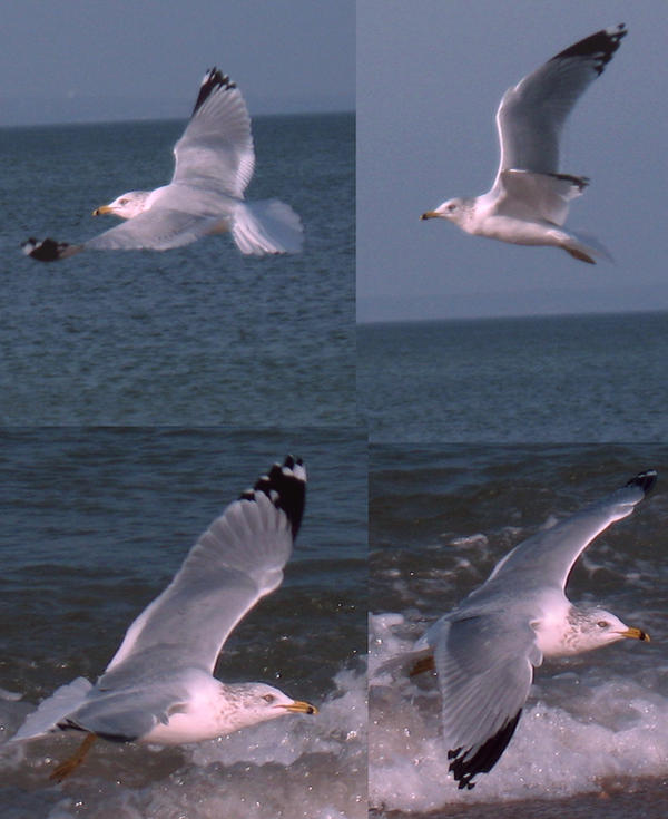 Seagulls 2