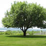 Tree in Field