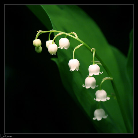 Lily of the valley