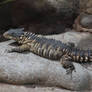 Horned lizard