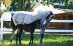 Mare and Foal Stock 01