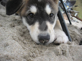 Sand Trapped pup