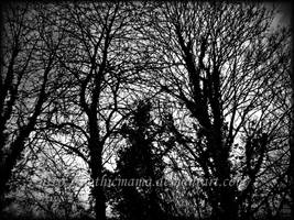 vine covered trees