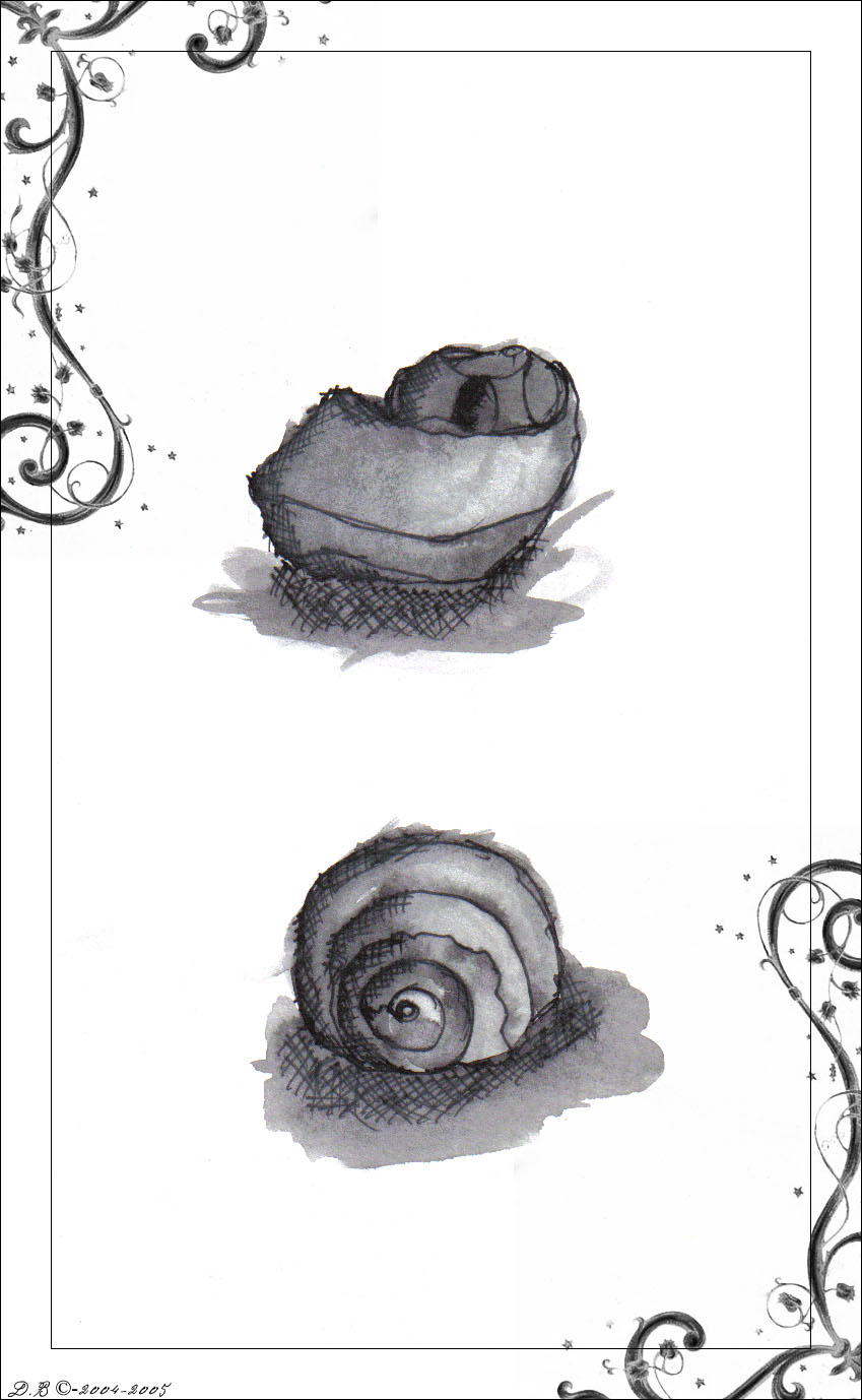 Shells by d00bie